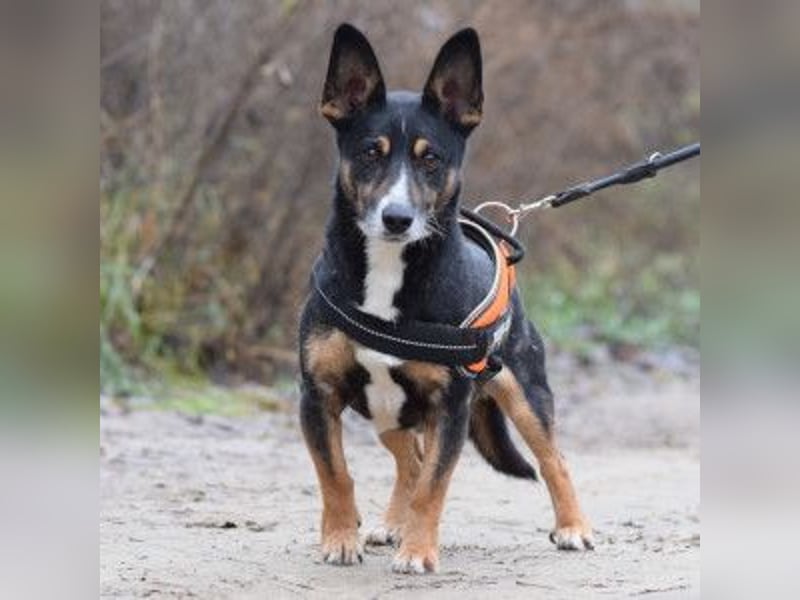 Zero - charmanter Rüde mit sehr nettem Charakter