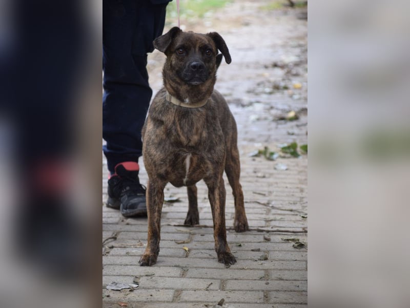 Lulu - liebenswerte Hündin die Zeit braucht um Vertrauen  aufzubauen