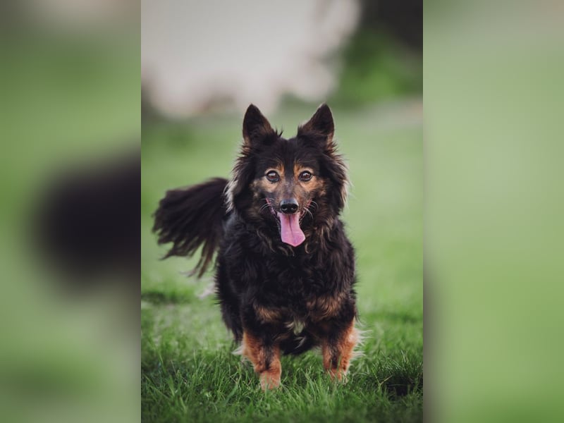 Stella - rüstige Seniorin die noch flott unterwegs ist