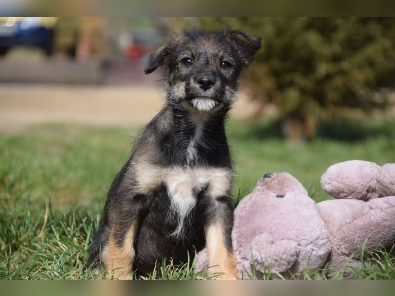 Thorsten - neugieriger, medium aktiver und verspielter Welpen Rüde