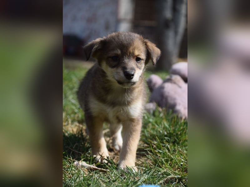 Bootsmann - freundlicher und verspielter kleiner Welpen Rüde