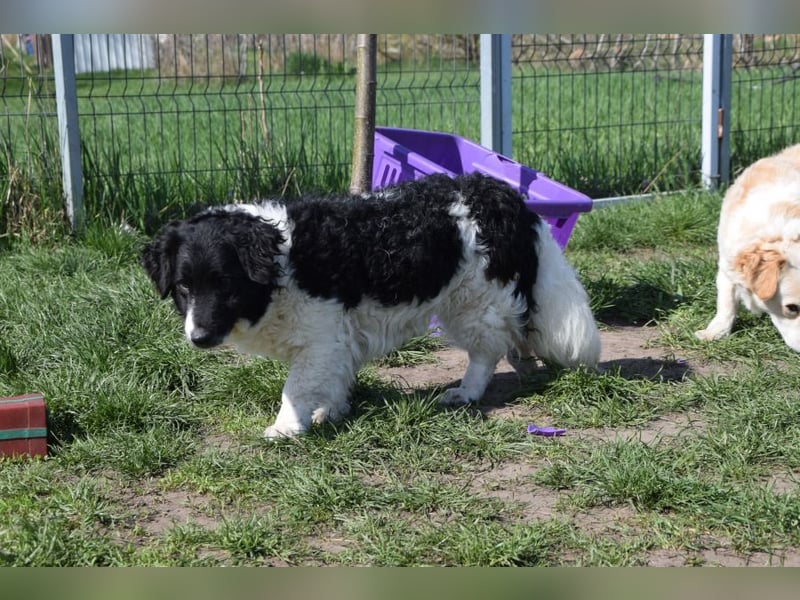 Elli - nette Hündin die Zeit und Geduld braucht
