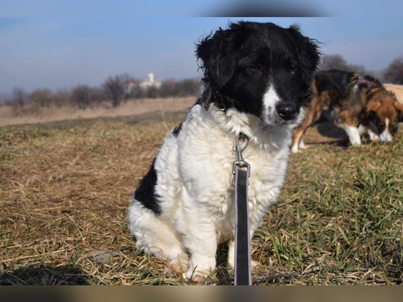 Elli - nette Hündin die Zeit und Geduld braucht