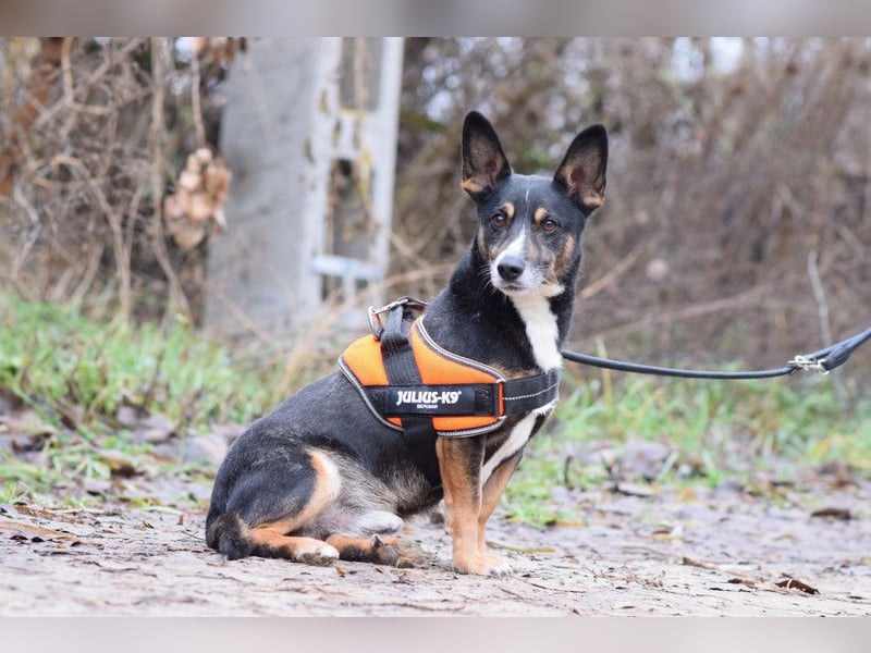Zero - charmanter Rüde mit sehr nettem Charakter