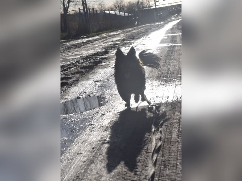 Stella - rüstige Seniorin die noch flott unterwegs ist