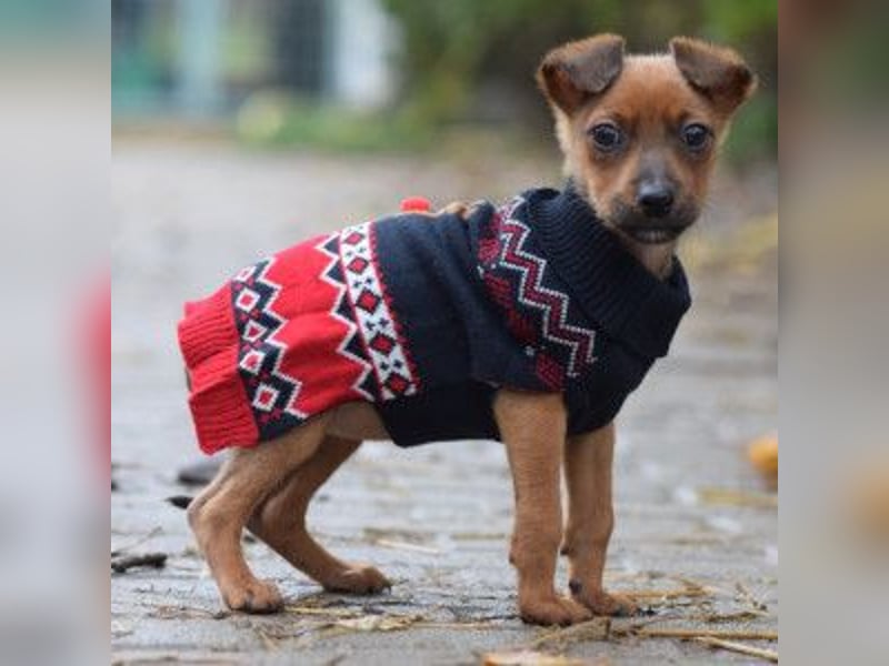 Latte - liebevoll & verschmust, aufgeschlossen & freundlich