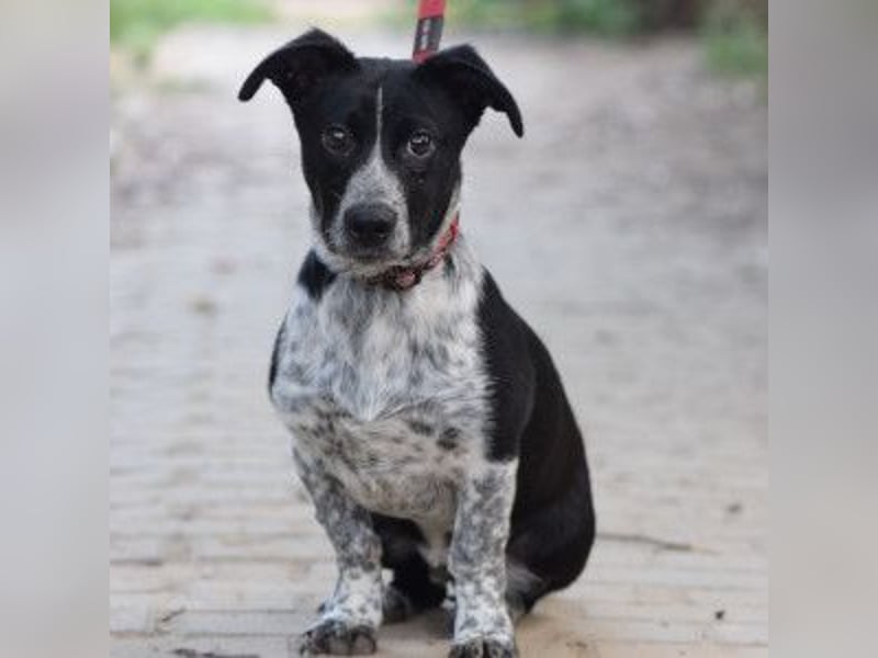 Guba - anfangs etwas vorsichtig, freundlich, neugierig & verschmust