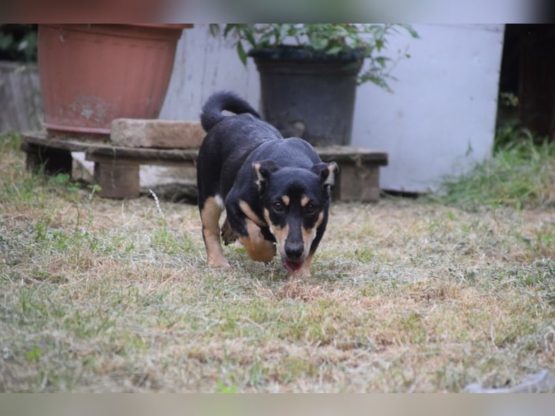 Sylvia - ist eine kleine lebensfrohe Hündin die noch etwas schüchtern ist