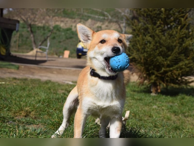 Valerie - sehr nette, menschenbezogene und verschmuste Hündin