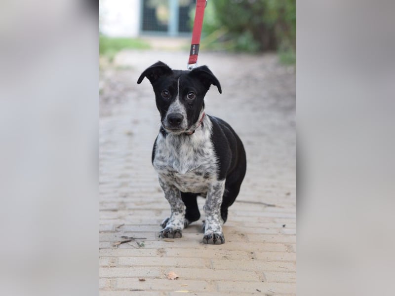 Guba - anfangs etwas vorsichtig, freundlich, neugierig & verschmust