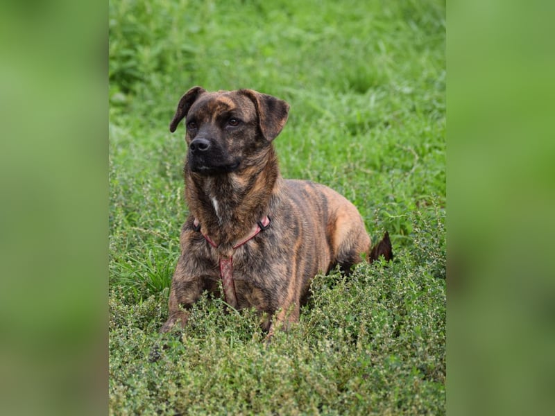 Lulu - liebenswerte Hündin die Zeit braucht um Vertrauen  aufzubauen