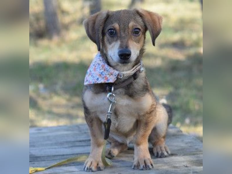 Biene - freundlich & lieb, anfangs etwas schüchtern