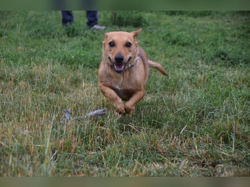 Pia - eine nette, freundliche, menschenbezogene Hündin