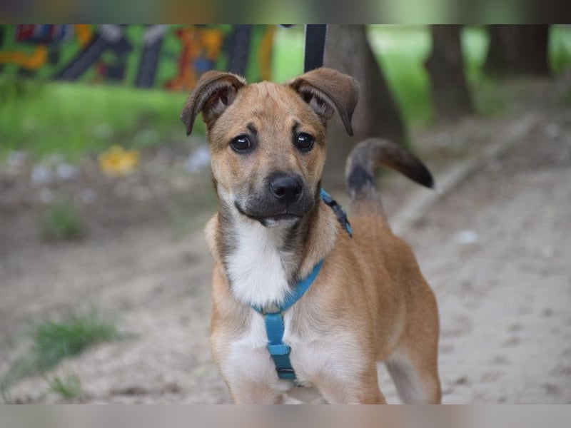 Wenko - liebenswerter, verschmuster, junger Rüde