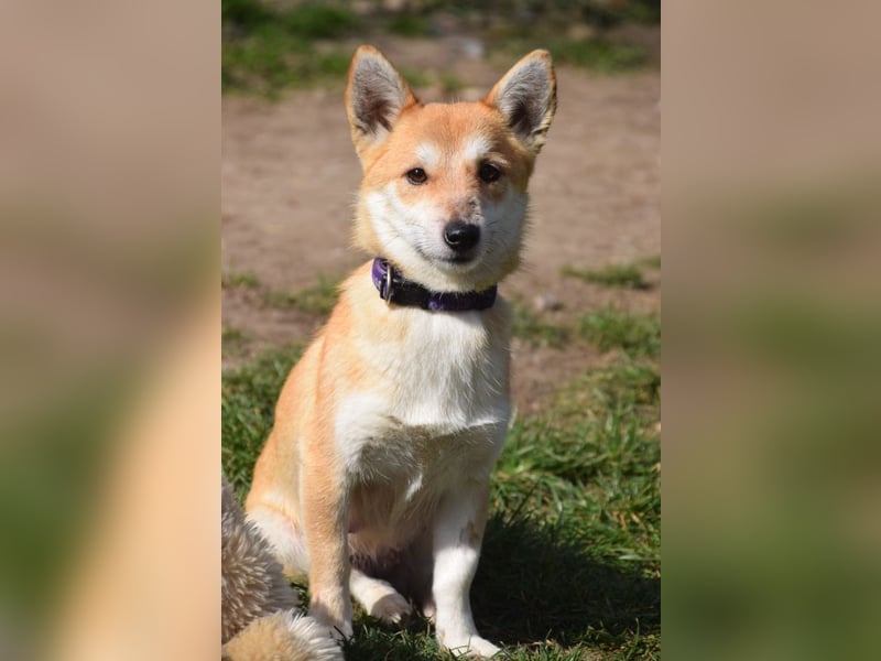 Valerie - sehr nette, menschenbezogene und verschmuste Hündin