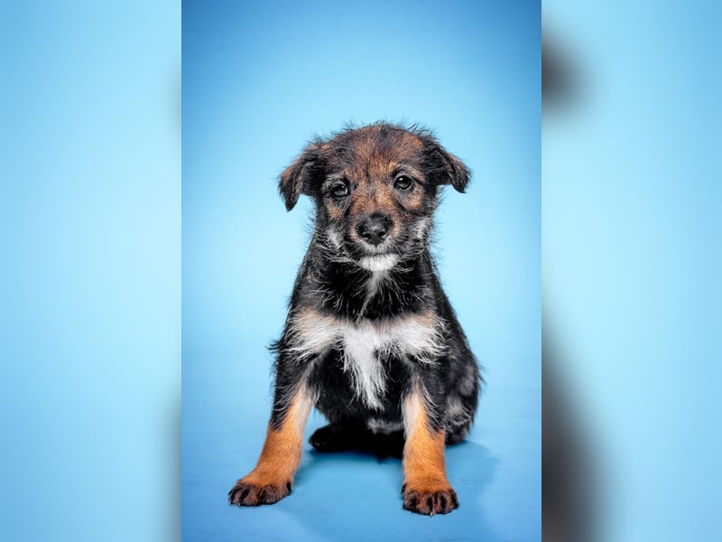 Thorsten - neugieriger, medium aktiver und verspielter Welpen Rüde