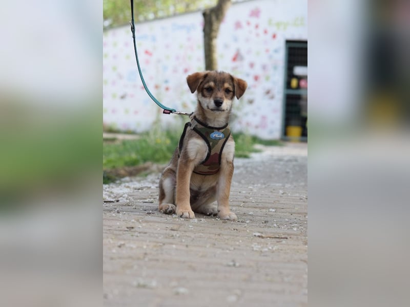 Bootsmann - freundlicher und verspielter kleiner Welpen Rüde