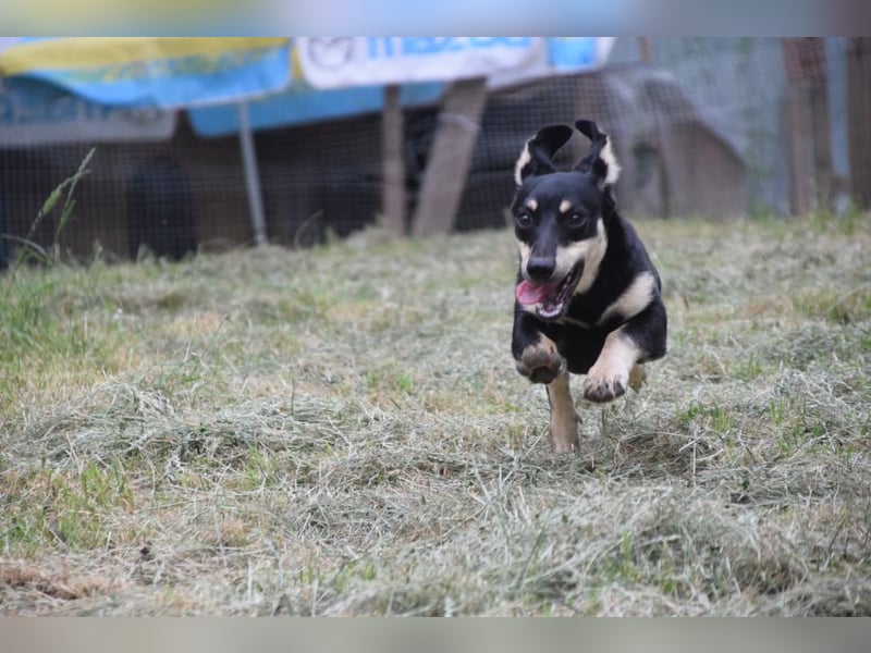 Sylvia - ist eine kleine lebensfrohe Hündin die noch etwas schüchtern ist