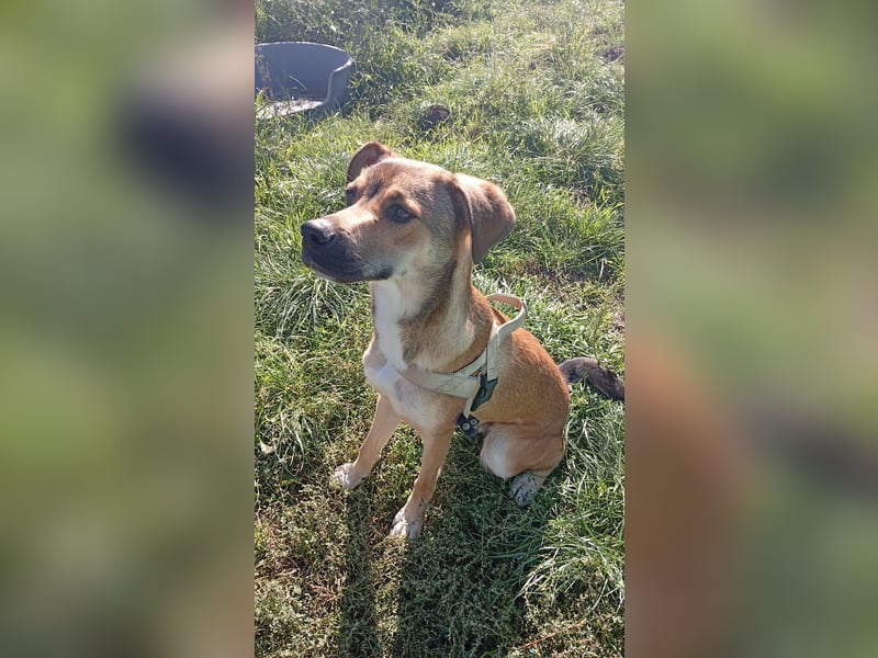 Wenko - liebenswerter, verschmuster, junger Rüde