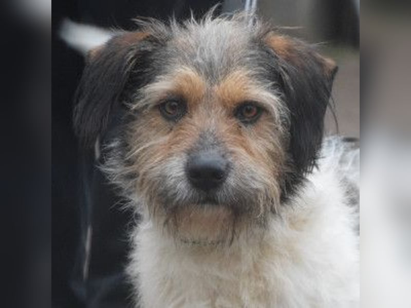 Larry - charmanter, freundlicher Terrier Mix Rüde