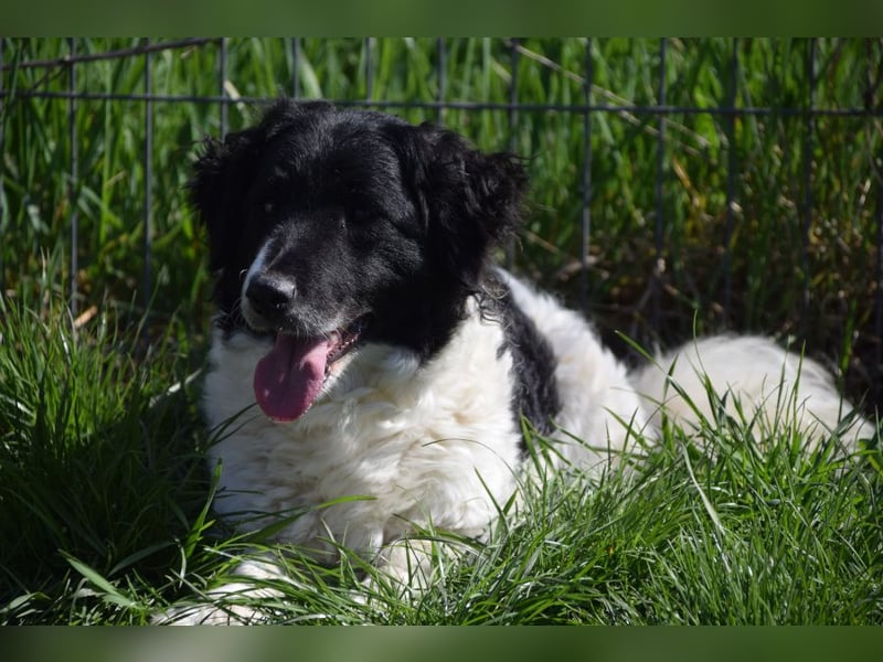 Elli - nette Hündin die Zeit und Geduld braucht