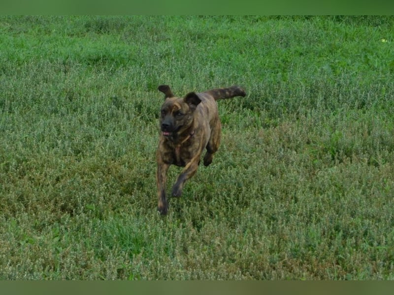 Lulu - liebenswerte Hündin die Zeit braucht um Vertrauen  aufzubauen
