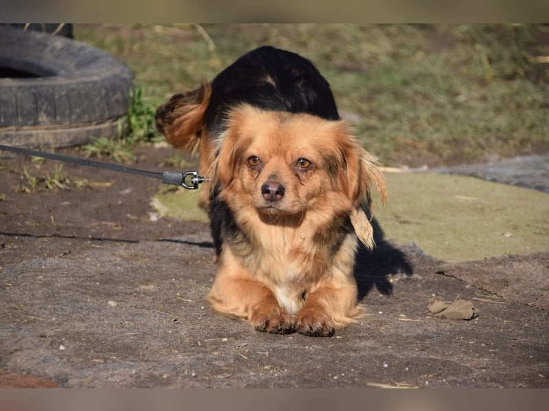 Felia - nette kleine Mischlingshündin die erst Vertrauen aufbauen muß