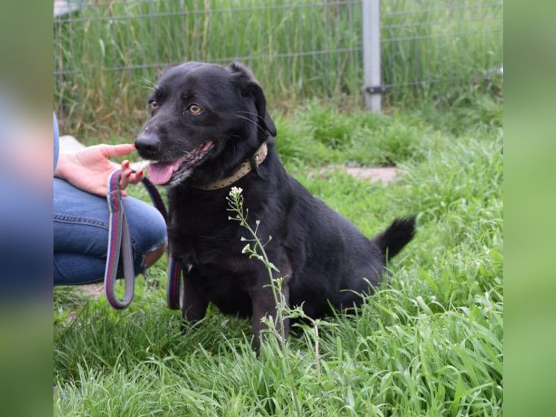 Poldi - netter ruhiger Senior sucht Zuhause als Einzelprinz