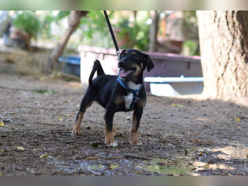 Spaghetti - freundliches & verspieltes Hundekind, liebt die Menschen