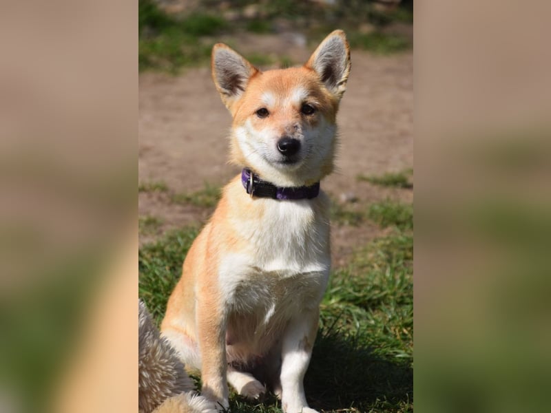 Valerie - auf PS in 45147 Essen - sehr nette, menschenbezogene und verschmuste Hündin