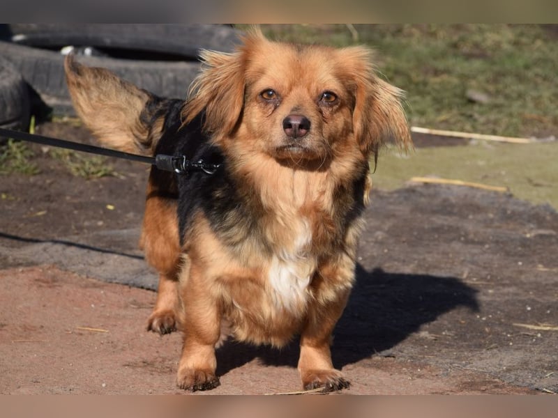 Felia - nette kleine Mischlingshündin die erst Vertrauen aufbauen muß