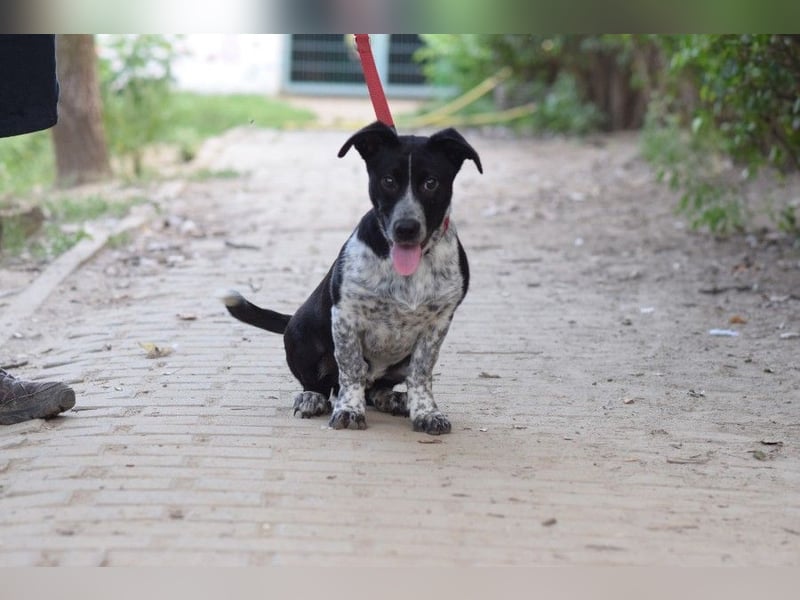 Guba - anfangs etwas vorsichtig, freundlich, neugierig & verschmust
