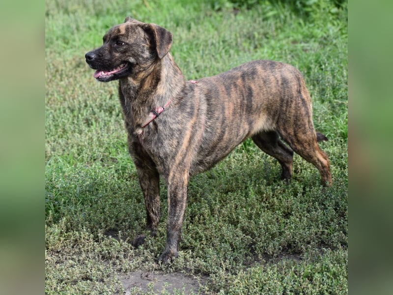Lulu - liebenswerte Hündin die Zeit braucht um Vertrauen  aufzubauen