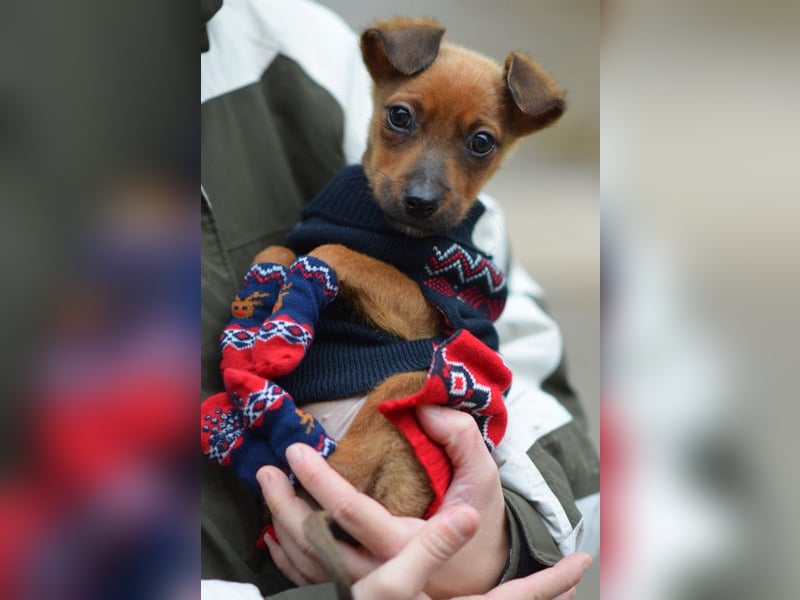 Latte - liebevoll & verschmust, aufgeschlossen & freundlich