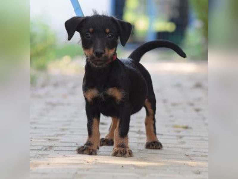 Princess - bereit neues zu entdecken, liebt es zu kuscheln