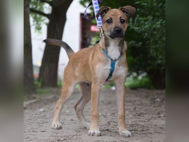 Wenko - liebenswerter, verschmuster, junger Rüde