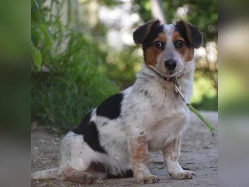 Mocca - freundlicher, liebenswerter kleiner Rüde, zeigt sich verschmust und lustig