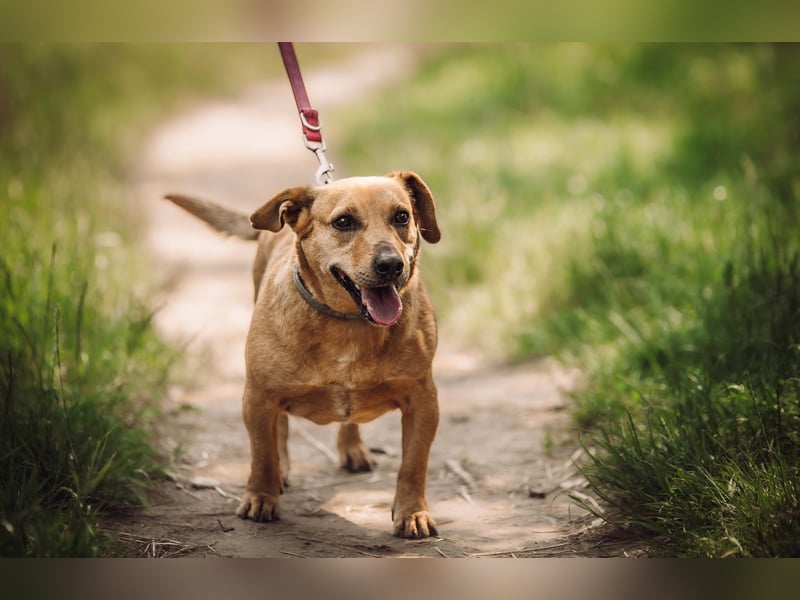 Pia - eine nette, freundliche, menschenbezogene Hündin