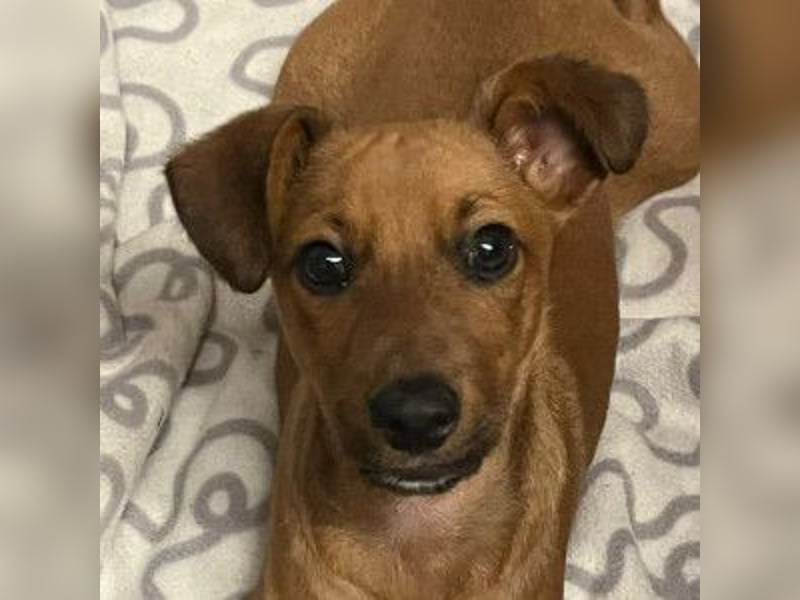 Latte - liebevoll & verschmust, aufgeschlossen & freundlich