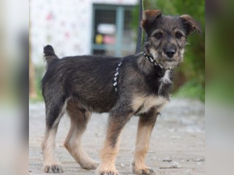 Thorsten - neugieriger, medium aktiver und verspielter Welpen Rüde