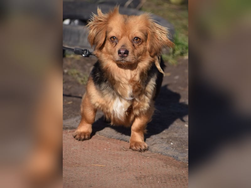 Felia - nette kleine Mischlingshündin die erst Vertrauen aufbauen muß