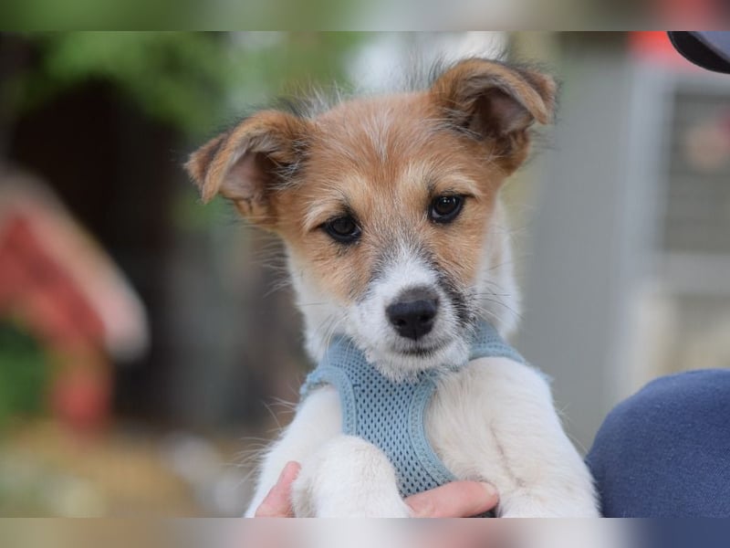 Emilia - zuckersüße, freundliche und verschmuste Welpen Hündin