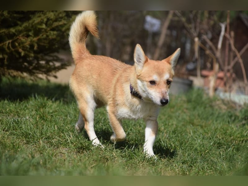 Valerie - sehr nette, menschenbezogene und verschmuste Hündin