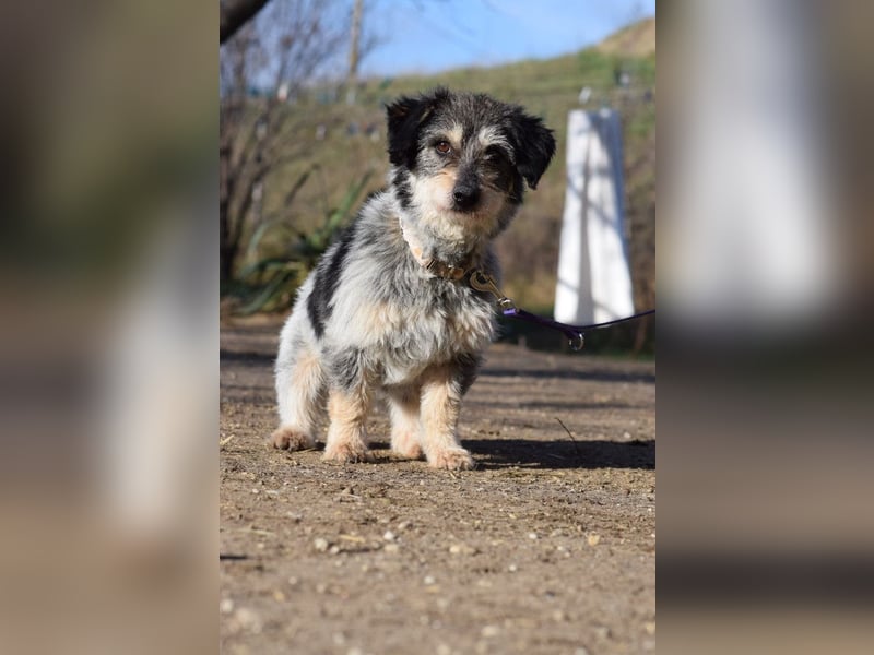 Violetta - auf PS in 53797 Lohmar - bezaubernde Hündin, genießt jede Streicheleinheit