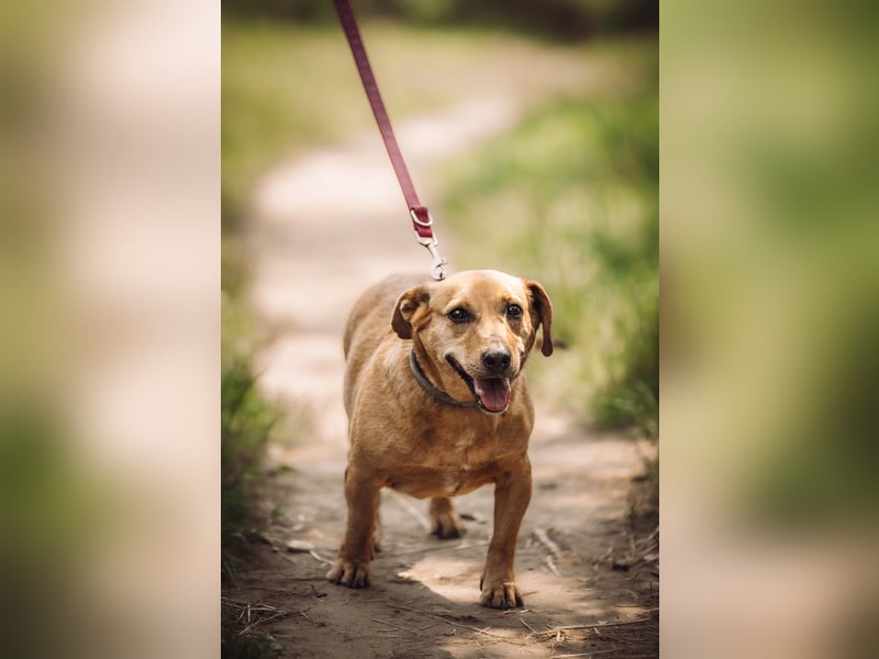 Pia - eine nette, freundliche, menschenbezogene Hündin