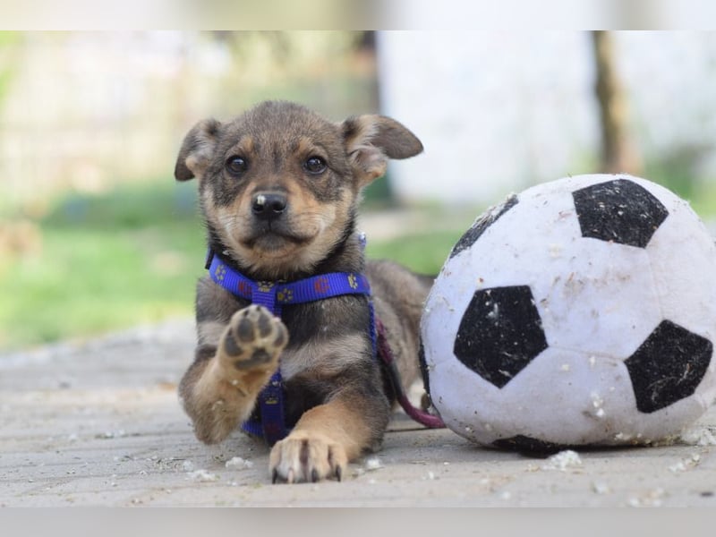 Melitta - verschmuste und freundliche kleine Dame