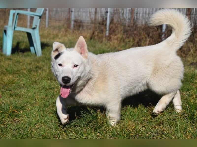 Danilo - auf PS in 53797 Lohmar - anfangs etwas vorsichtig, freundlich & verschmust