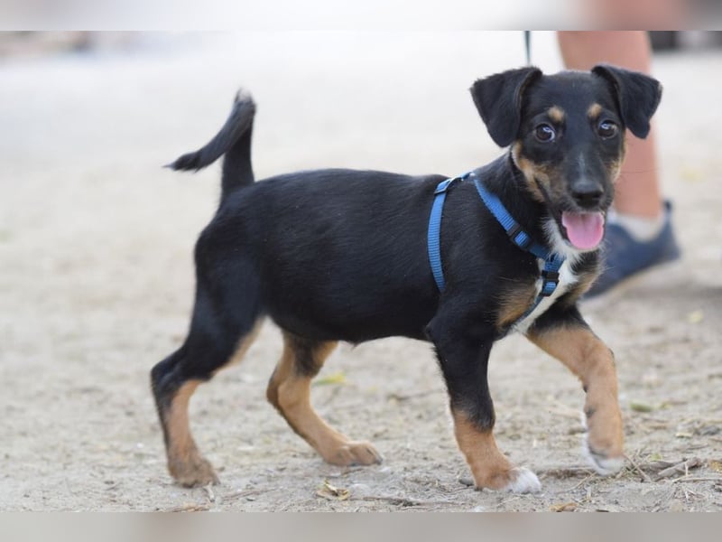 Spaghetti - freundliches & verspieltes Hundekind, liebt die Menschen