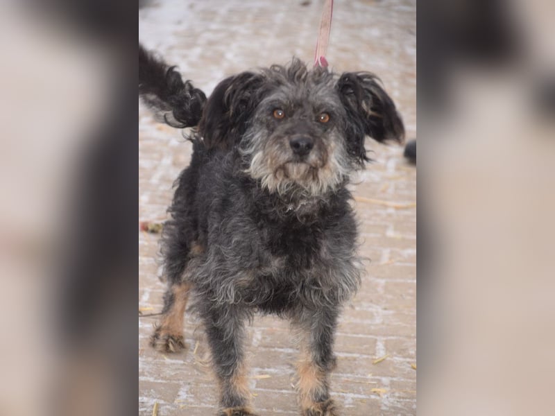 Lyra - bezaubernde Hündin, anhänglich, liebenswert & verschmust