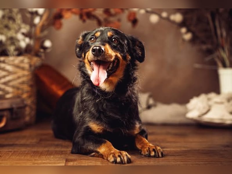 Lana - zeigt Lebensfreude und ist einfach nur total lieb